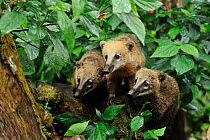 Southern coati (Nasua nasua) adult with two juveniles in Atlantic Rainforest, Tijuca National Park, Rio de Janeiro City, Rio de Janeiro State, Southeastern Brazil.