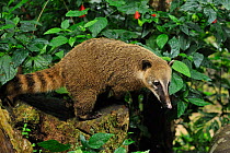 Southern coati (Nasua nasua) in Atlantic Rainforest, Tijuca National Park, Rio de Janeiro City, Southeastern Brazil.