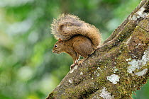 Guianan squirrel (Sciurus aestuans ingrami) in Atlantic Rainforest, Serrinha do Alambari Environmental Protection Area, Rio de Janeiro State, Southeastern Brazil.