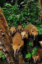 Family of Southern coatis (Nasua nasua) in Atlantic Rainforest, Tijuca National Park, Rio de Janeiro City, Southeastern Brazil.