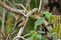 Black-goggled Tanager (Trichothraupis melanops) female perched in Atlantic Rainforest, Serrinha do Alambari Environmental Protection Area, Rio de Janeiro State, Southeastern Brazil.