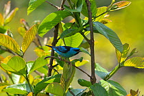 Blue dacnis (Dacnis cayana) perched in Atlantic Rainforest, Serrinha do Alambari Environmental Protection Area, Rio de Janeiro State, Southeastern Brazil.