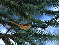 Araucaria tit-spinetail (Leptasthenura setaria), a bird typical of Araucaria pine trees (Araucaria angustifolia) in the Atlantic Rainforest of the locality of Visconde de Maua, municipality of Resend...