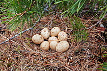Black Grouse nest with eight eggs (Tetrao tetrix) Kuusamo Finland June
