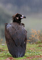 Black Vulture (Coragyps atratus) rear sitting view, Spain December