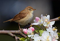 Booted Warbler (Hippolais caligata) perched beside apple blossom, Finland, June