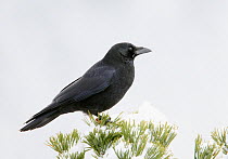 Carrion crow (Corvus corone) Spain November