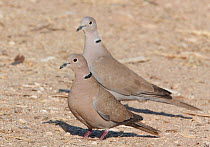 Collared doves (Streptopelia decaocto) Israel