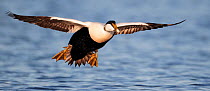 Eider (Somateria mollisima) male coming into land on water, Finland May