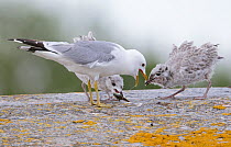 Common gull (Larus canus) feeding two young chicks, Finland April