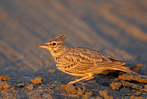 Crested lark (Galerida christata) Sultanate of Oman