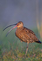 Curlew (Numenius arquata) calling and standing on one leg, Norway July