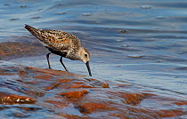 Dunlin (Calidris alpina) probing for food in shallows, Finland July