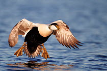 Eider (Somateria molisima) male coming into land on water, Finland May