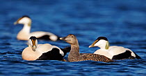 Eider (Somateria molisima) three males and one female on water, Finland May