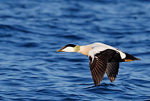 Eider (Somateria molisima) male flying above water, Finland May