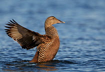 Eider (Somateria molisima) female sitting up in water and flapping wings, Finland May