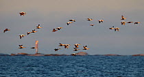 Eider (Somateria mollisima) flock flying over sea, Finland March