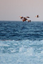 Eider (Somateria mollisima) group flying over coastal sea and ice, Finland March