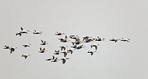 Eider (Somateria mollisima) flock in flight, Falsterbo Sweden October