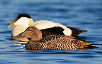 Eider (Somateria molisima) male and female pair on water, Finland May