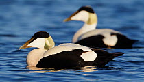 Eider (Somateria molisima) two males on water,  Finland May