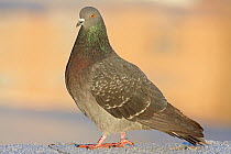 Feral pigeon / Rock dove (Columba livia) Helsinki Finland