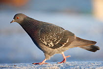 Feral pigeon / Rock dove (Columba livia) Helsinki Finland