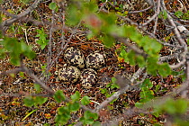 Golden Plover nest (Pluvialis apricaria) Utsjoki Finland July