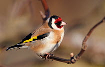 Goldfinch (Carduelis carduelis) Finland May