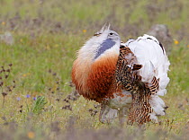 Great Bustard (Otis tarda) male displaying, fluffed up feathers, Spain April