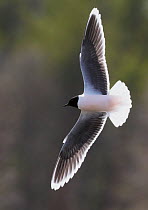 Little gull (Hydrocoloeus minutus) in flight, Kuusamo Finland May