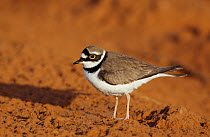 Little ringed plover (Charadrius dubius) Israel March