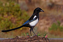 Magpie (Pica pica) Spain December