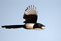 Magpie (Pica pica) in flight, Sweden October