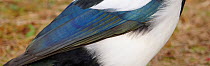 Magpie (Pica pica) close up of feathers, Sweden October
