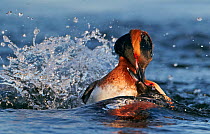 Horned / Slavonian grebe (Podiceps auritus) two individuals fighting in water, Finland May