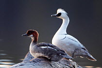 Smew, male and female (Mergus albellus) Finland May