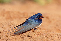 Barn swallow at rest (Hirundo rustica) Israel March