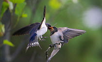 Barn swallow feeding chick on the wing (Hirundo rustica) Sipoo Finland July