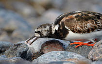 Turnstone (Arenaria interpres) predating insects on beach, Finland July