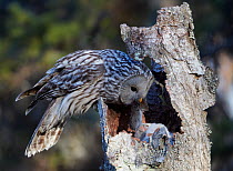 Ural Owl (Strix uralensis) bringing rodent prey to feed chick in nest hole in tree trunk, Kuusamo Finland May