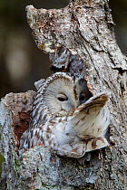 Ural Owl (Strix uralensis) sitting in nest in old tree stump, Kuusamo Finland May