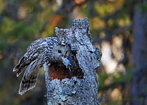 Ural Owl (Strix uralensis) bringing rodent prey to feed to chick in nest hole, in tree stump, Kuusamo Finland May