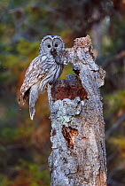 Ural Owl (Strix Uralensis) with rodent prey for chick in nest, in empty tree stump, Kuusamo Finland May