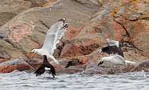 Velvet Scoter (Melanitta fusca) attacking Herring Gull (Larus argentatus) whilst Great Black-backed Gull (Larus marinus) catches a Velvet Scoter chick, Finland July