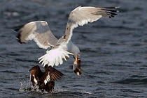 Velvet scoter (Melanitta fusca) attacking a Herring gull (Larus argentatus) that has snatched a Velvet scoter duckling, Finland, July