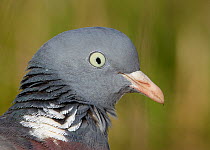 Wood pigeon head portrait(Columba palumbus) Finland May