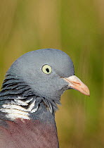 Wood Pigeon head portrait (Columba palumbus) Finland May