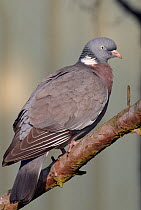 Wood Pigeon (Columba palumbus) Finland May